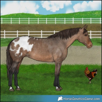 Horse Color:Brown Dun Appaloosa Brindle 