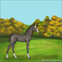 Horse Color:Smoky Blue Roan Splash Appaloosa 