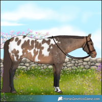 Horse Color:Bay Dun Appaloosa Brindle