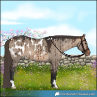 Horse Color:Bay Dun Appaloosa Brindle 