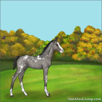 Horse Color:White Spotted Blue Roan Splash Appaloosa