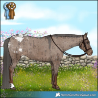 Horse Color:Liver Red Dun Appaloosa Brindle 