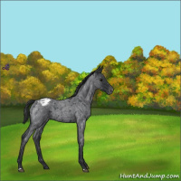 Horse Color:Blue Roan Snowflake Varnish 
