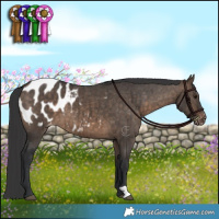 Horse Color:Brown Dun Blanket Brindle 