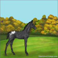 Horse Color:Blue Roan Snowflake Varnish
