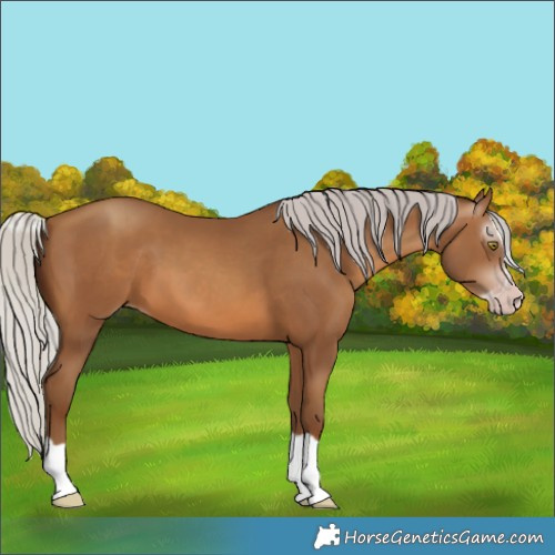 Horse Color:Gray Silver Sable Champagne Splash 