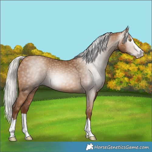 Horse Color:Gray Silver Sable Champagne Splash 