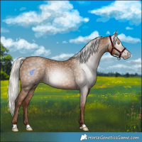 Horse Color:Gray Silver Sable Champagne 