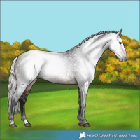 Horse Color:Gray Silver Brown Rabicano 