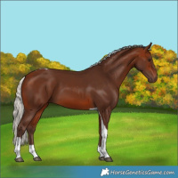 Horse Color:Silver Brown Tobiano 