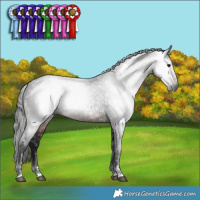 Horse Color:Gray Brown 