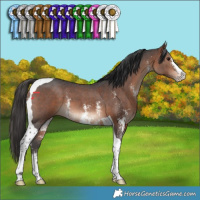 Horse Color:Bay Sabino Tobiano 