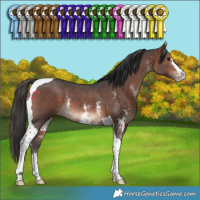 Horse Color:Bay Sabino Tobiano