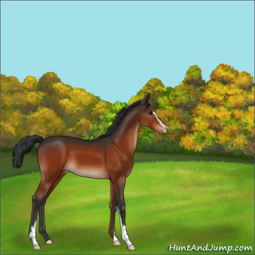 Horse Color:Brown Sabino 