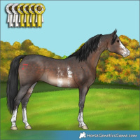 Horse Color:Brown Sabino