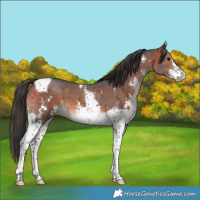 Horse Color:Bay Sabino Tobiano 