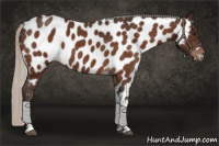 Horse Color:Silver Brown Roan Tobiano Appaloosa 