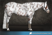 Horse Color:Silver Brown Roan Tobiano Appaloosa 