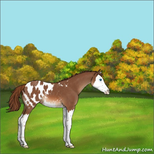 Horse Color:Chestnut Splash Appaloosa 
