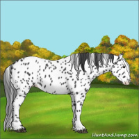 Horse Color:Blue Roan Appaloosa