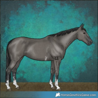 Horse Color:Grullo Sabino Rabicano 