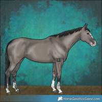 Horse Color:Grullo Sabino Rabicano