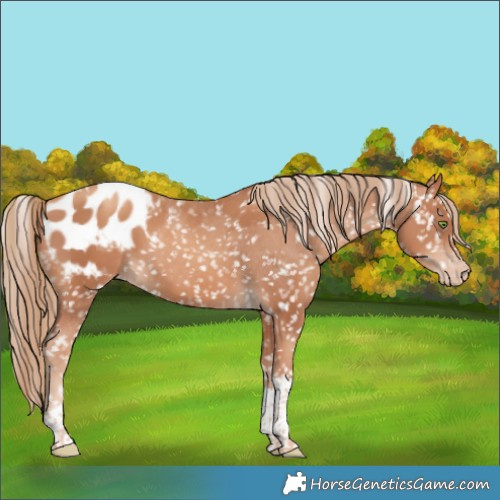 Horse Color:Gold Champagne Tobiano Appaloosa Rabicano 