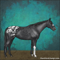 Horse Color:Black Appaloosa 