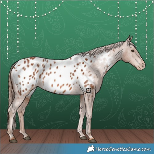 Horse Color:Chestnut Appaloosa