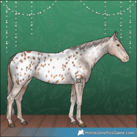 Horse Color:Chestnut Appaloosa