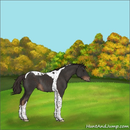 Horse Color:Liver Chestnut Tobiano Rabicano 