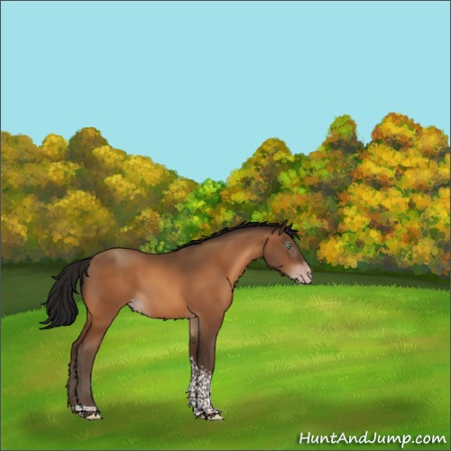 Horse Color:Gray Amber Champagne Tobiano Rabicano 