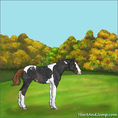 Horse Color:Liver Chestnut Sabino Splash Tobiano Appaloosa Rabicano 