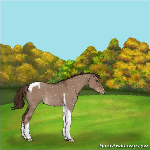 Horse Color:Liver Red Dun Roan Tobiano Appaloosa Rabicano 