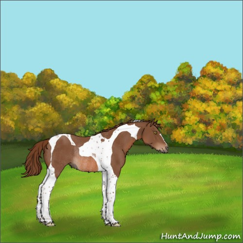 Horse Color:Chestnut Tobiano Rabicano 