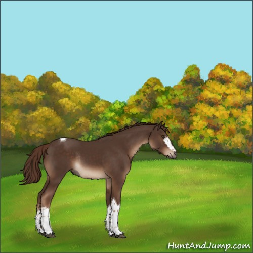 Horse Color:White Spotted Liver Chestnut Tobiano Rabicano 