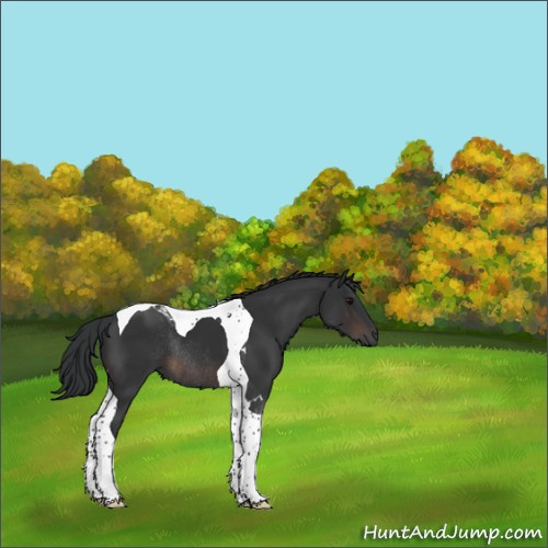 Horse Color:Brown Tobiano Rabicano 