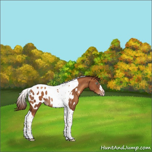 Horse Color:Gray Gold Champagne Tobiano Appaloosa Rabicano 