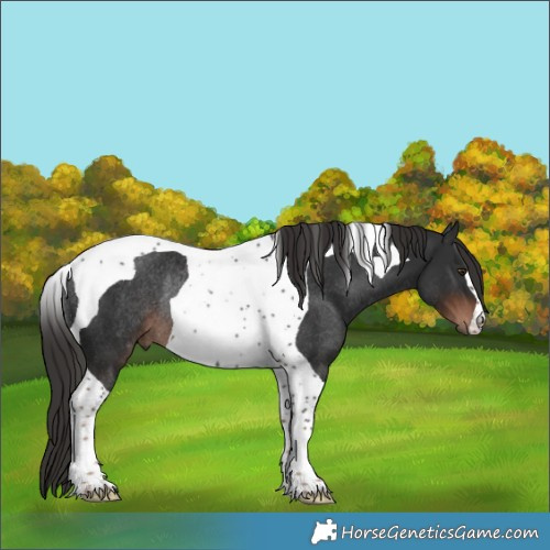 Horse Color:Liver Chestnut Tobiano Rabicano 