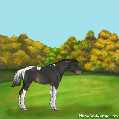 Horse Color:Liver Chestnut Tobiano Rabicano 