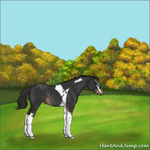 Horse Color:White Spotted Liver Chestnut Tobiano Rabicano 