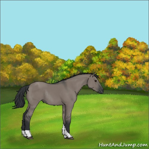 Horse Color:Grullo Tobiano Rabicano 