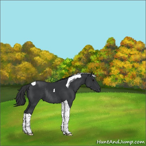 Horse Color:Black Tobiano Rabicano 
