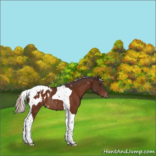 Horse Color:Silver Brown Tobiano Appaloosa Rabicano 