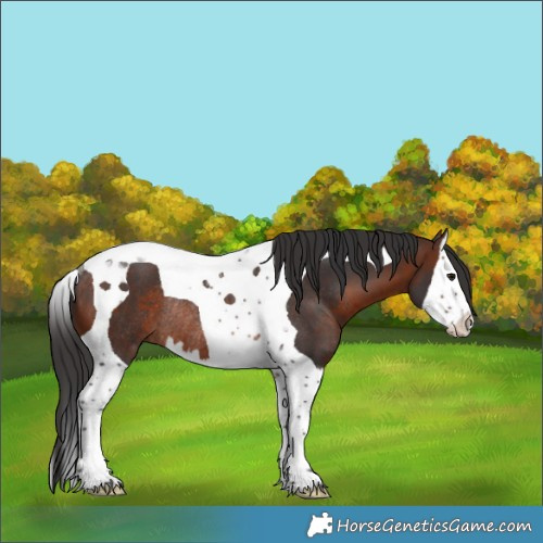 Horse Color:Brown Splash Tobiano Rabicano 