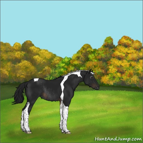Horse Color:Gray Brown Tobiano Rabicano 