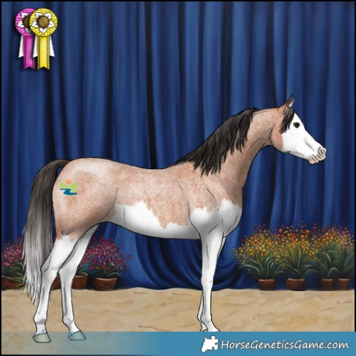 Horse Color:Bay Roan Splash 