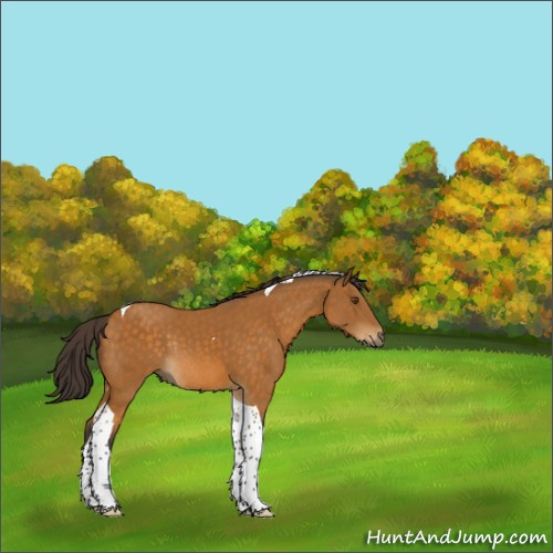Horse Color:Buckskin Tobiano Rabicano 