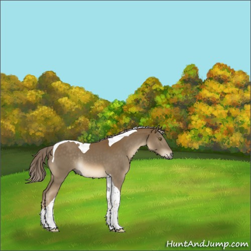 Horse Color:Chocolate Palomino Tobiano Rabicano 