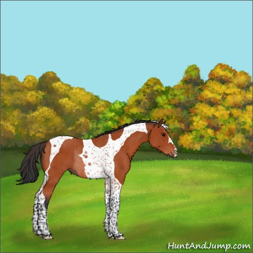 Horse Color:Bay Tobiano Rabicano 